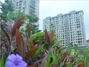 工程進(jìn)度圖