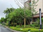 小區(qū)綠化一