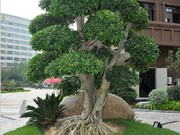 2015年9月小區(qū)環(huán)境